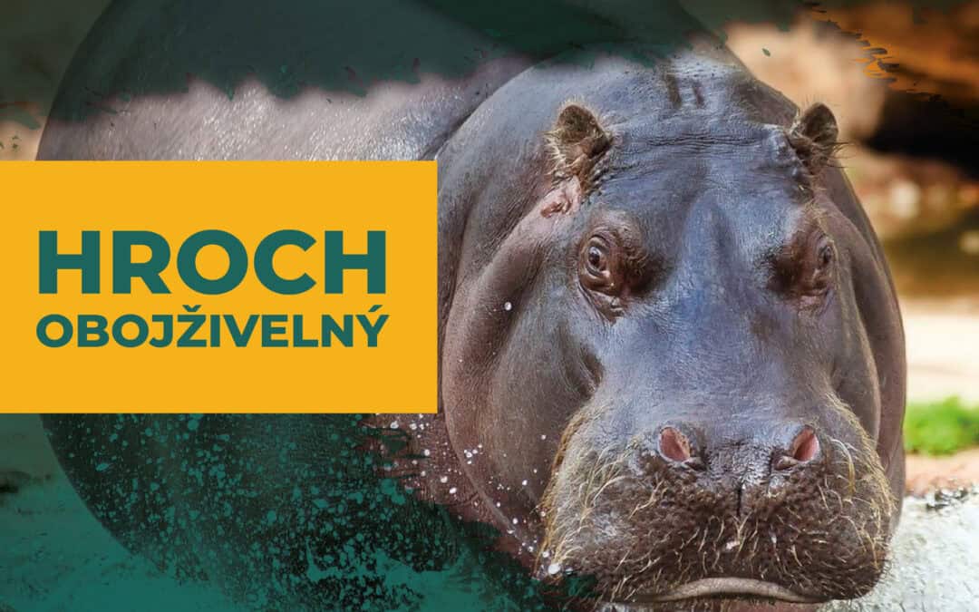 Letos adoptujeme hrocha!